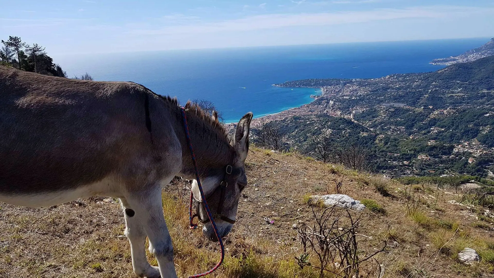 Vue avec un âne