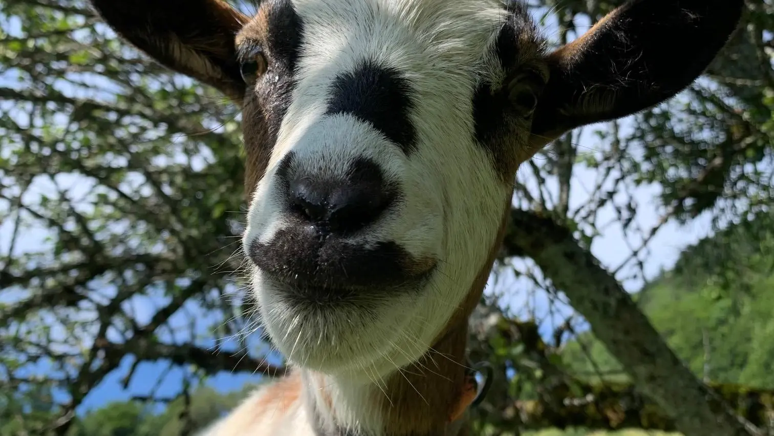 la chèvre de la ferme