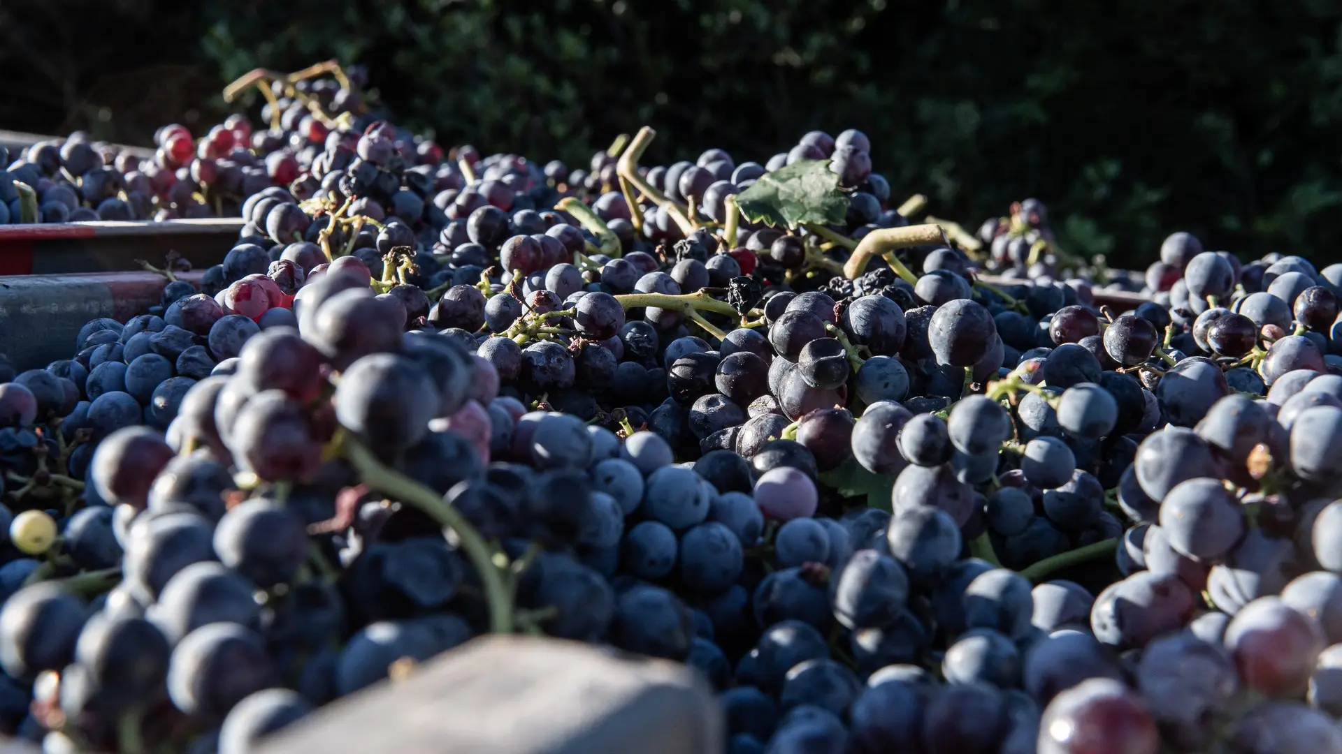 Domaine de Dalmeran à Saint-Étienne-du-Grès