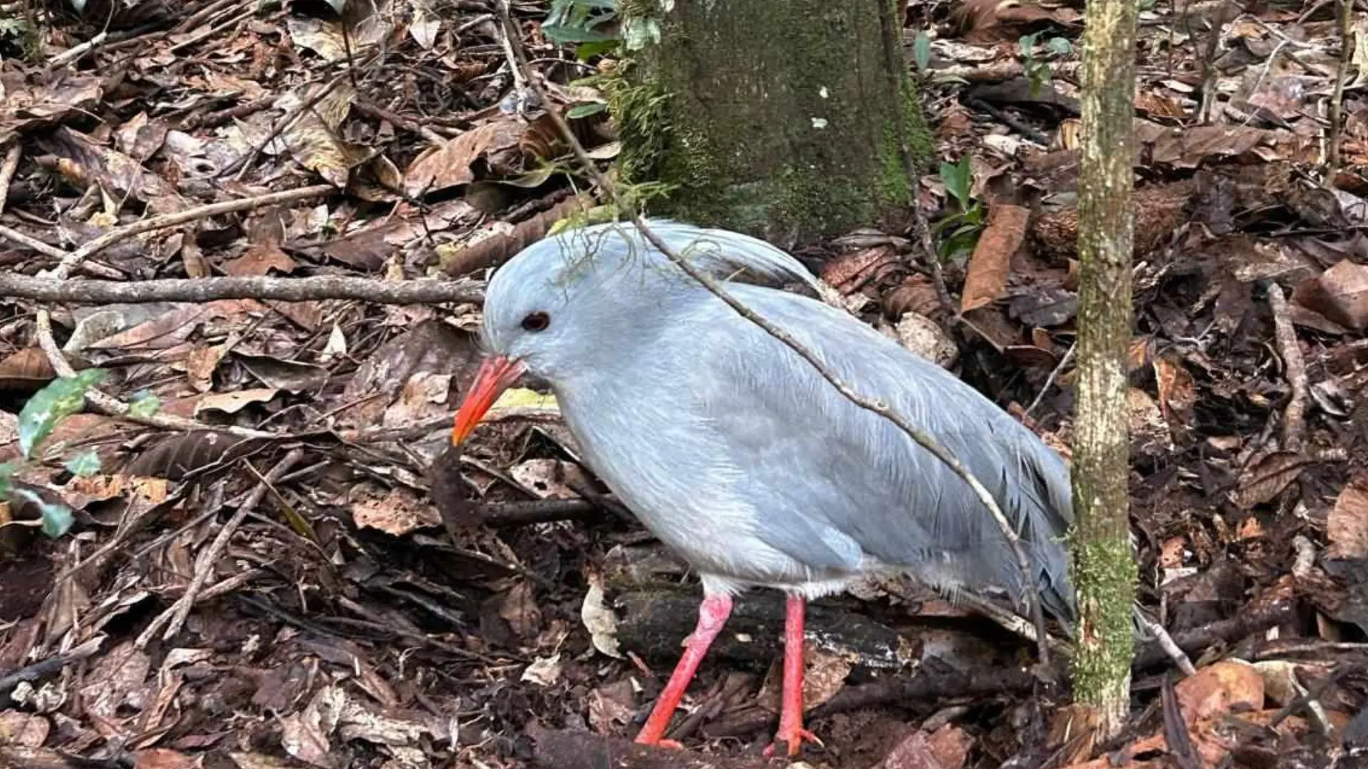 Le Cagou au Parc de la Rivière Bleue