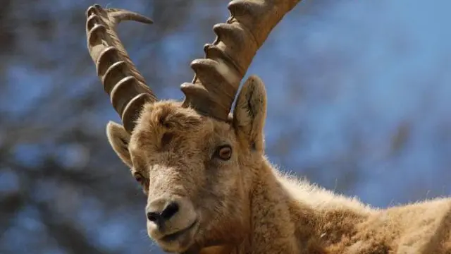 Jeune bouquetin mâle au printemps - Vallon du Tourond