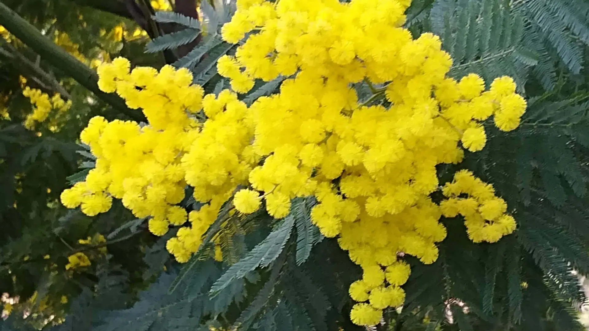 Mimosa