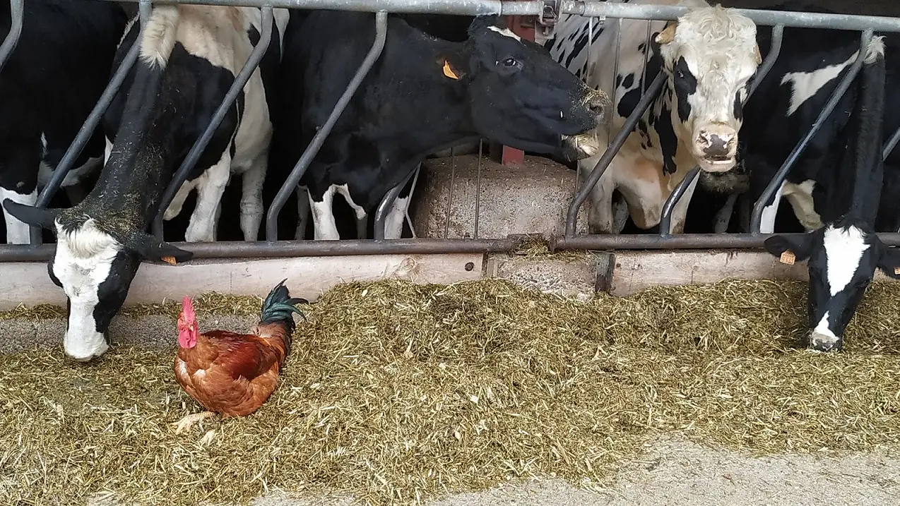 Les vaches et la poule