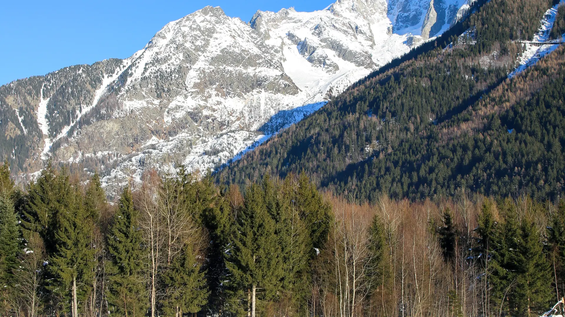 Luge Bois du Bouchet