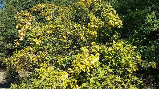 Le jardin au gîte du Rocher