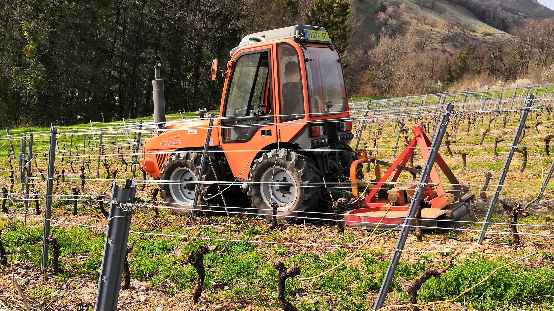 Travail dans les vignes