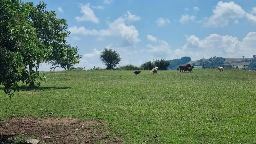 Sur place élevage de poneys de Carole.