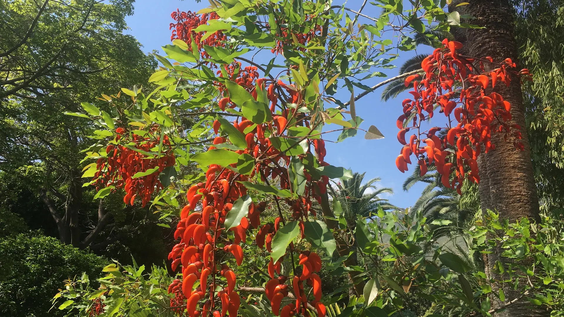 Erythrina-falcata