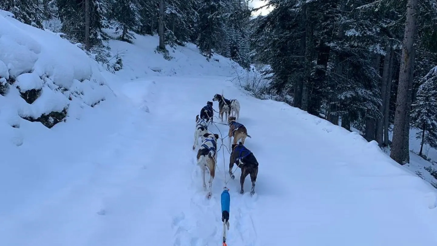 Attelage  avec les chiens