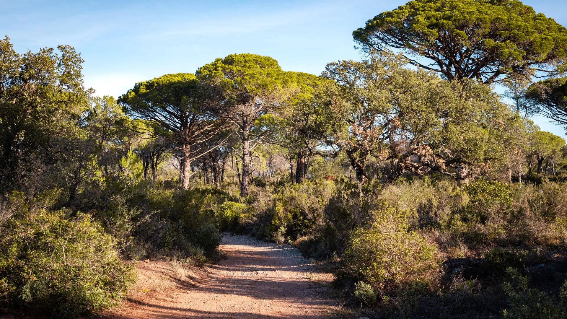 Sentier forêt raphaèle