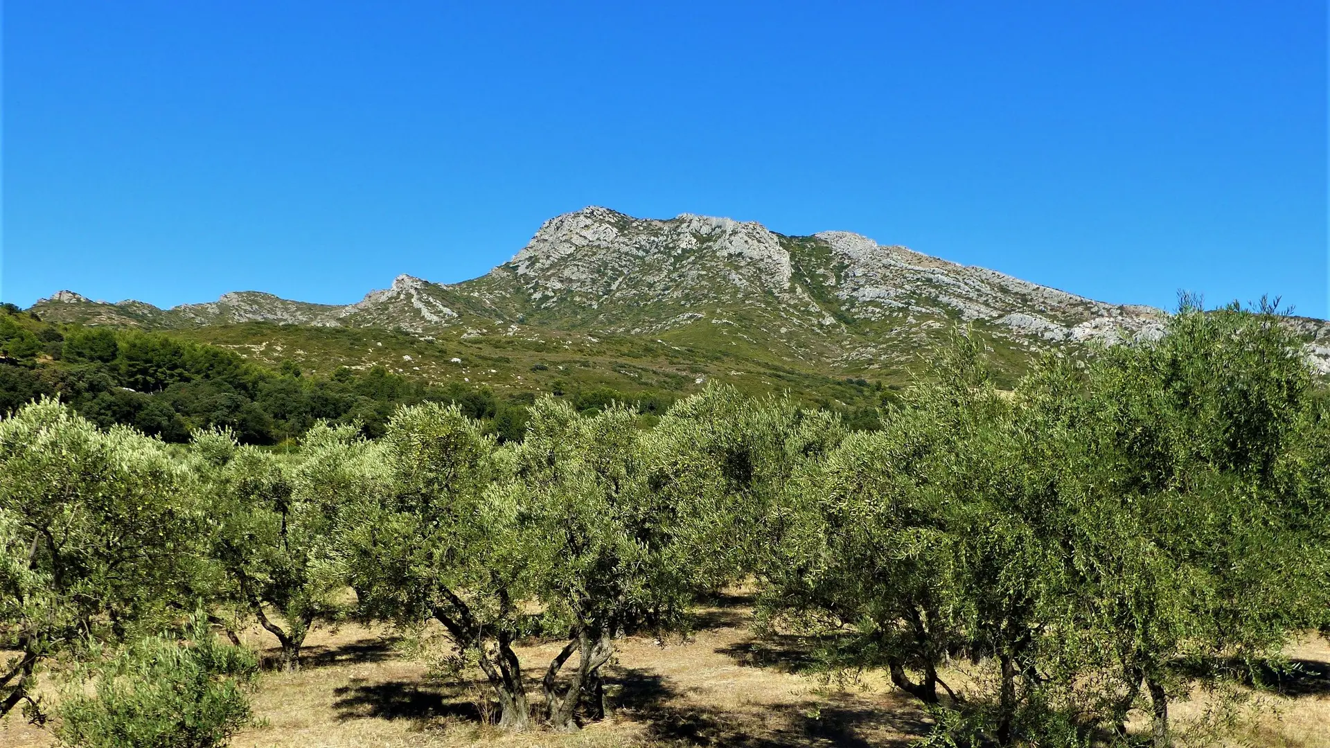 Oliveraie avec vue sur les Opies