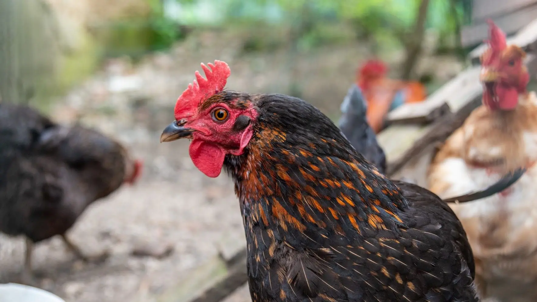 Nos poules