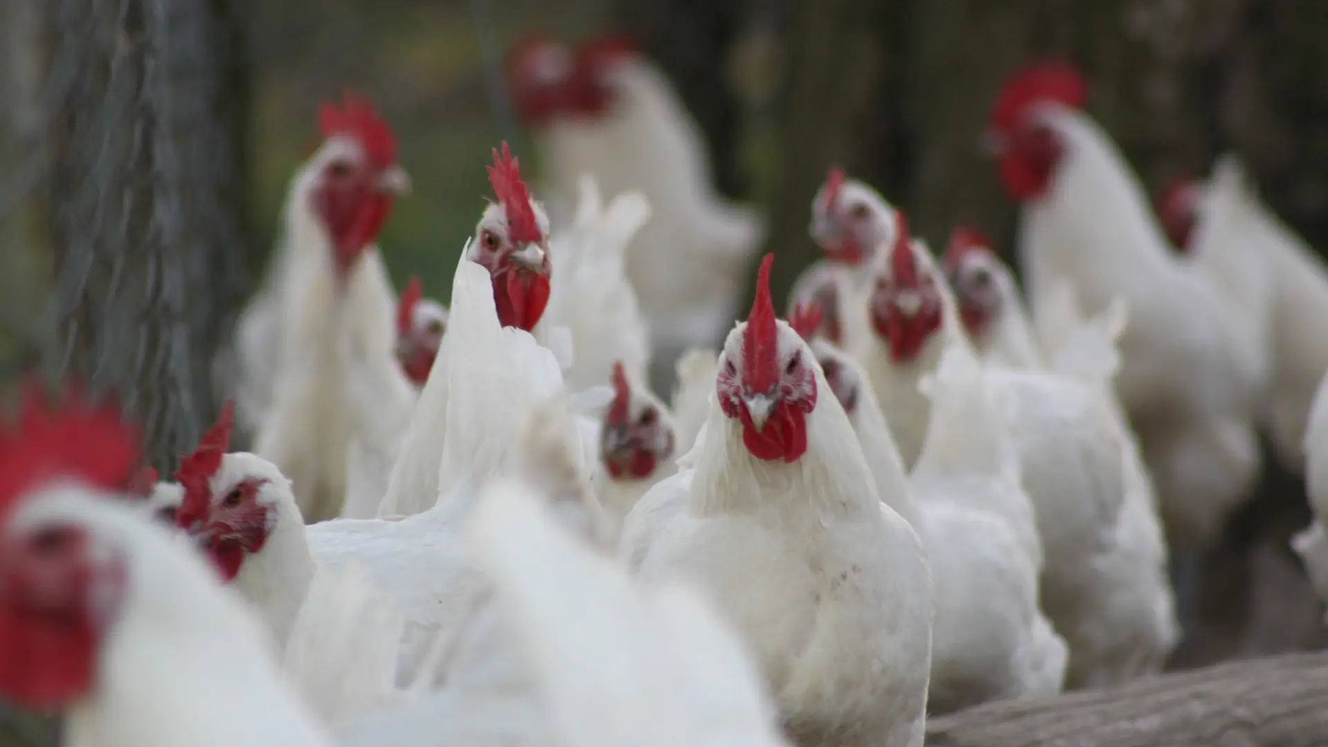Ferme Rognard Biagui poules