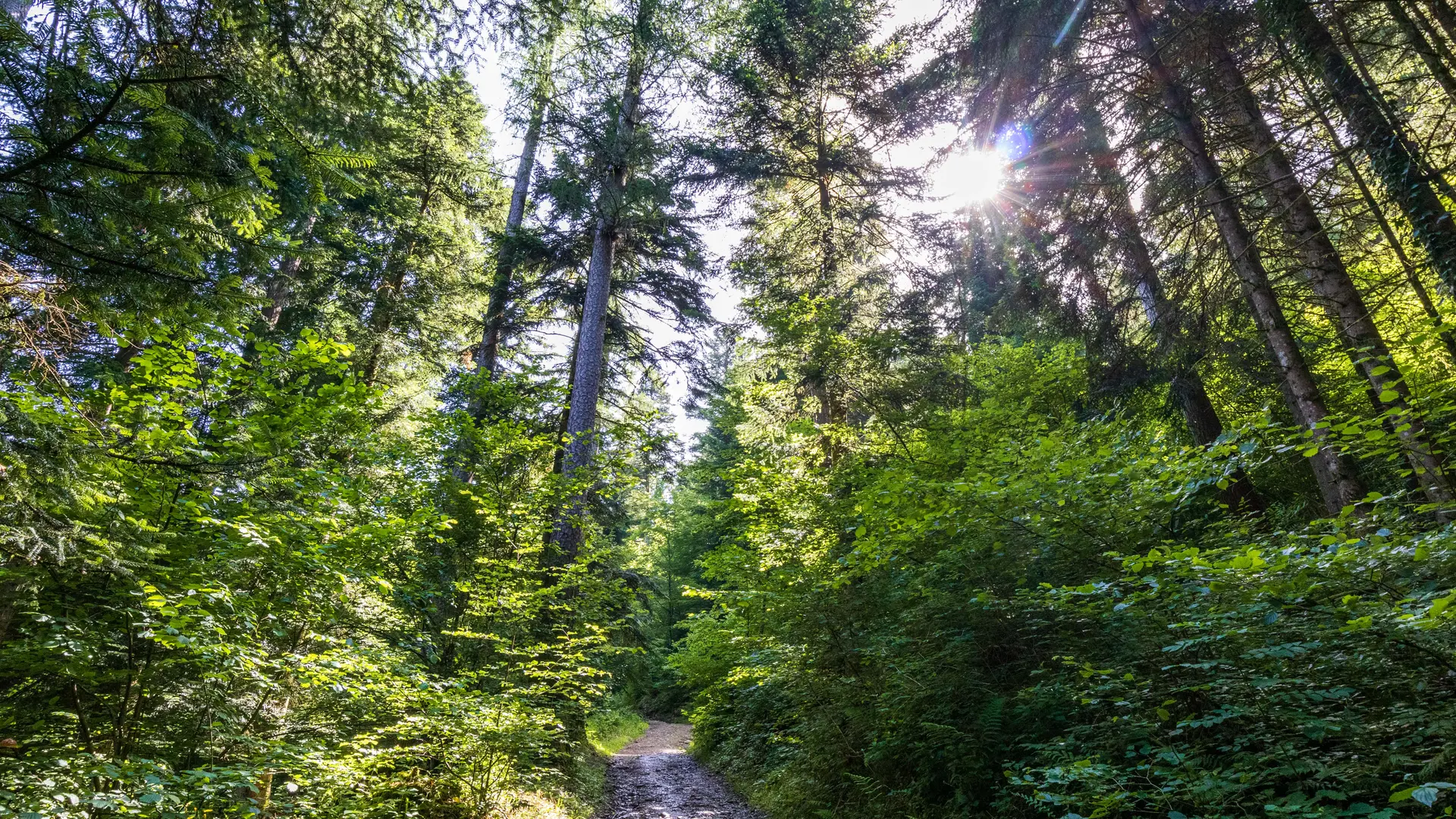 sentier