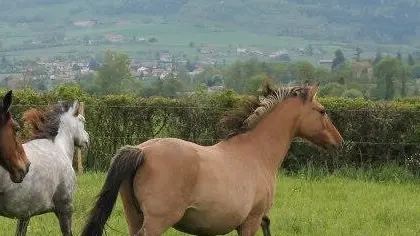 Chevaux