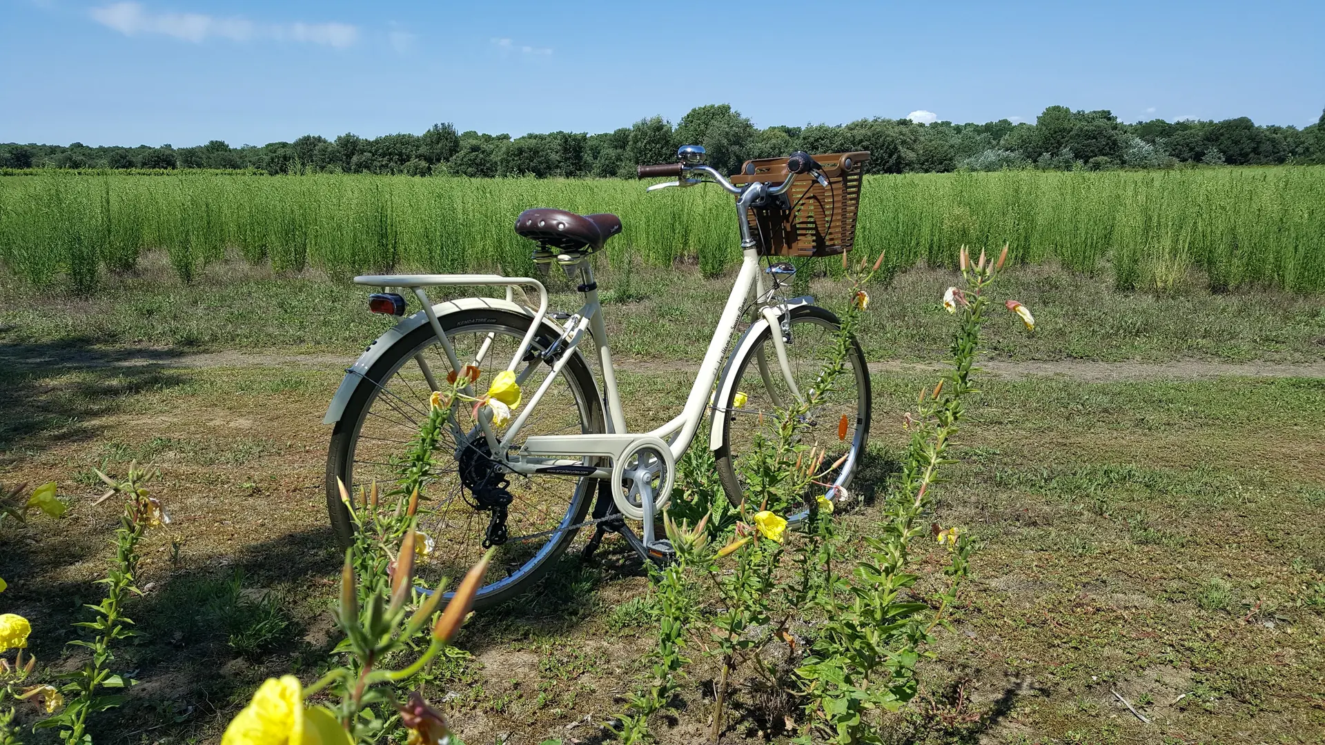 Notre vélo dans une clairière