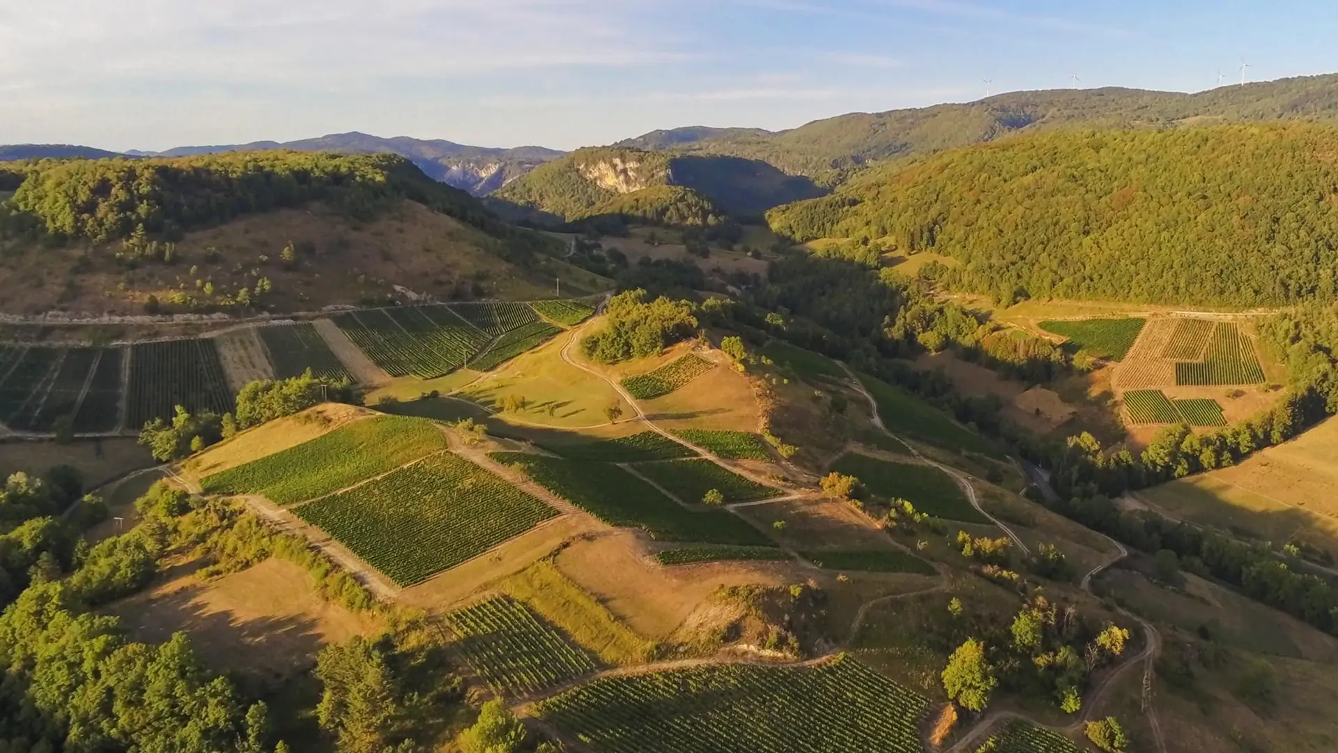 Les vignes