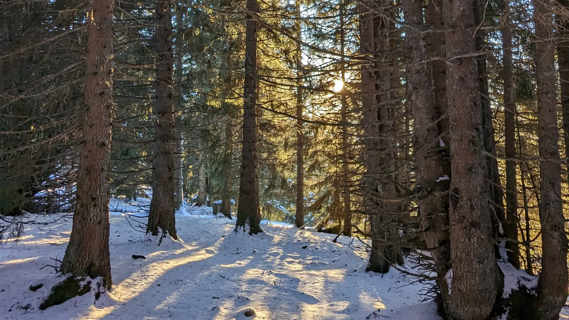 Une forêt enneigée dans l'ombre du soleil.