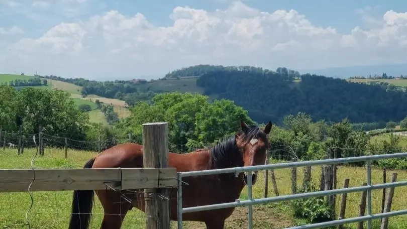 Sur place élevage de poneys de Carole.