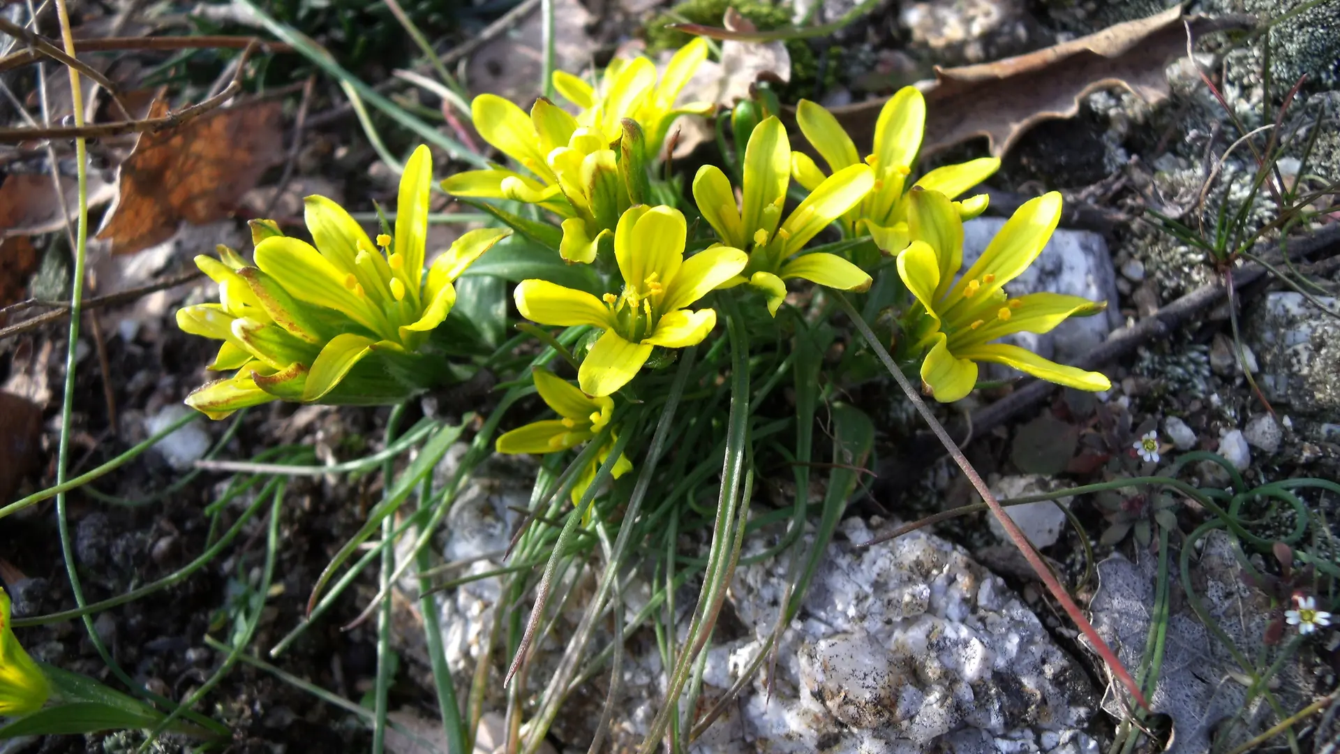Flore