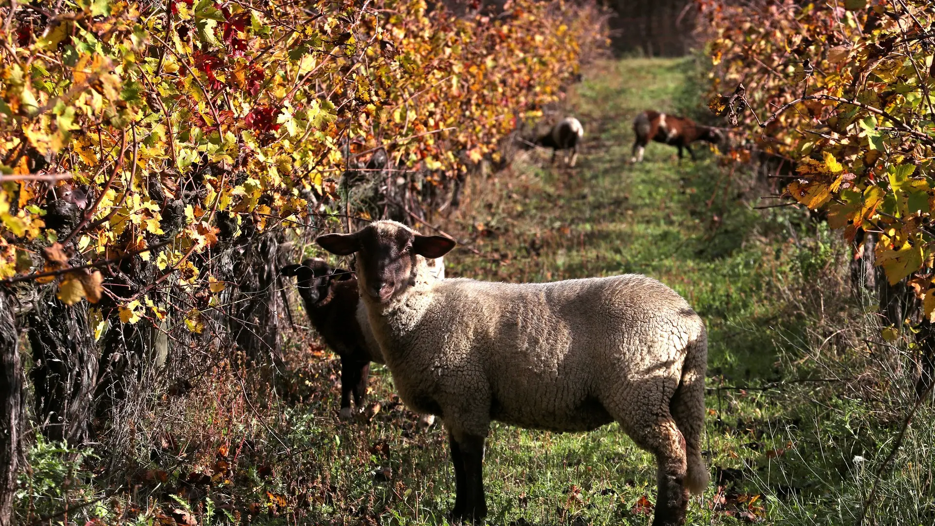 Domaine de Dalmeran à Saint-Étienne-du-Grès