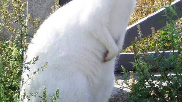 Wallaby du domaine de Prandière.