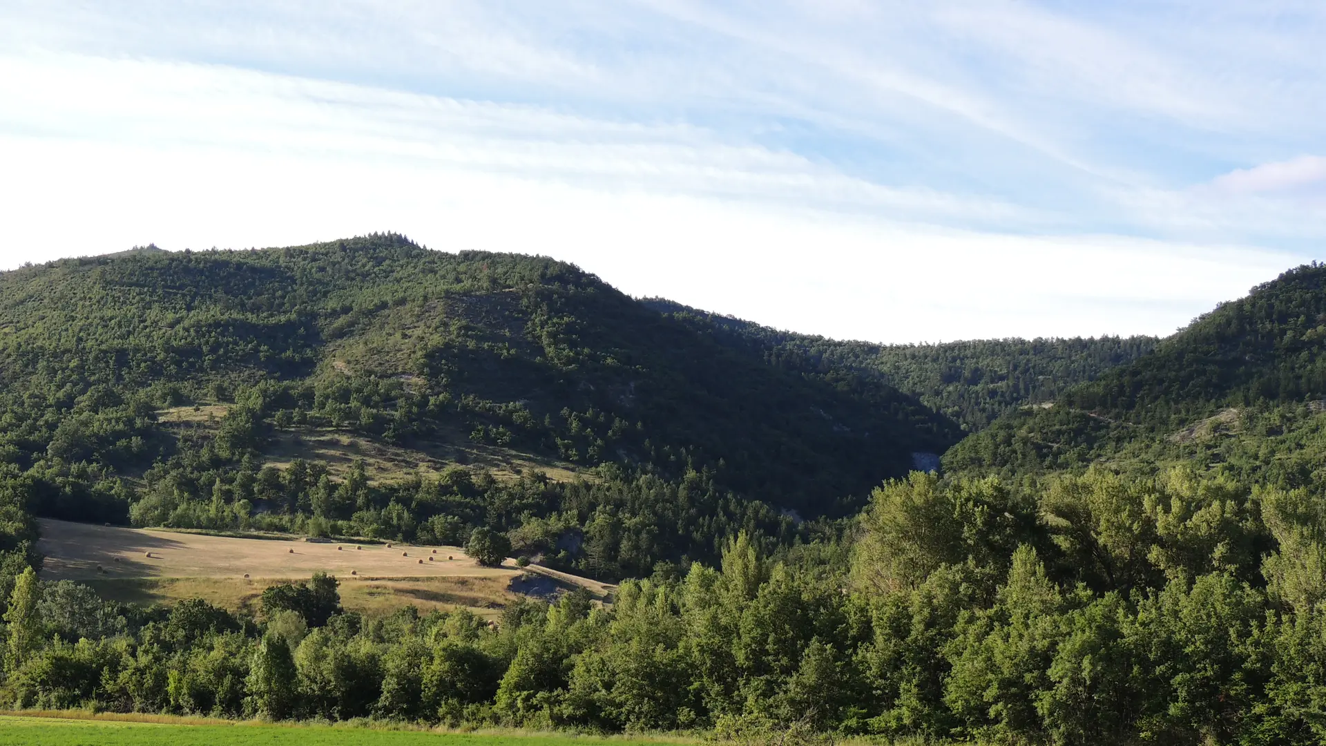 Bevons dans la vallée du Jabron