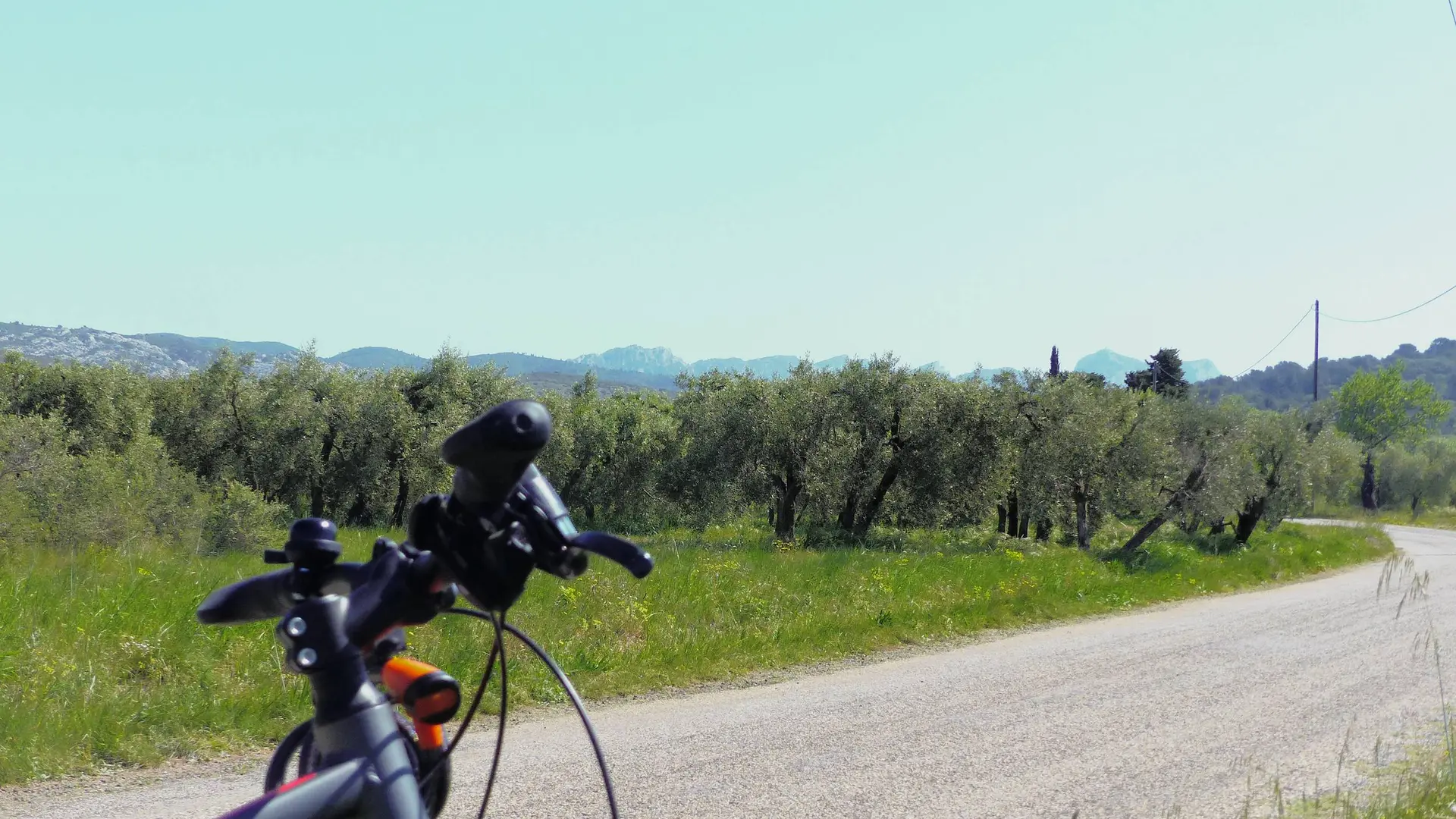 Oliveraie entre Mouriès et Aureille