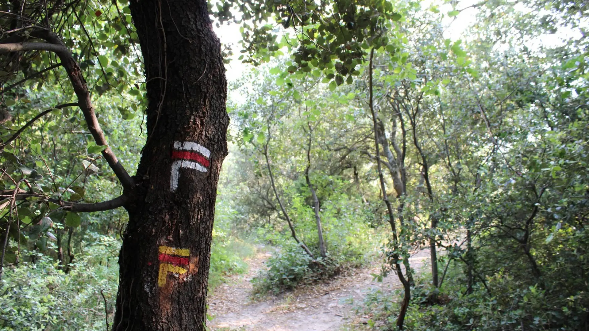 GR® et GRP® sur l'ubac de la Pinière