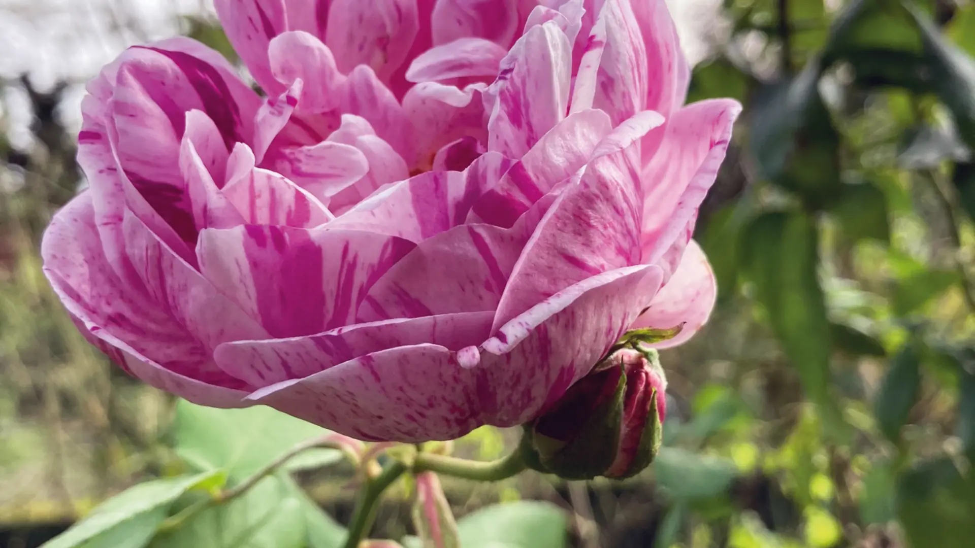 Jardins de la Croze