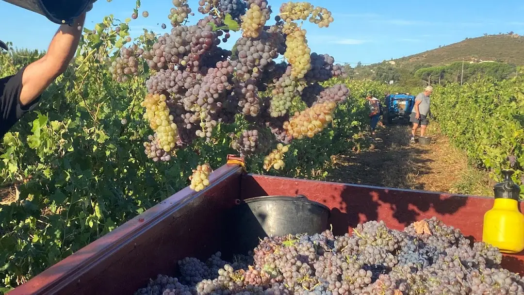 Les domaines viticoles en Méditerranée Porte des Maures