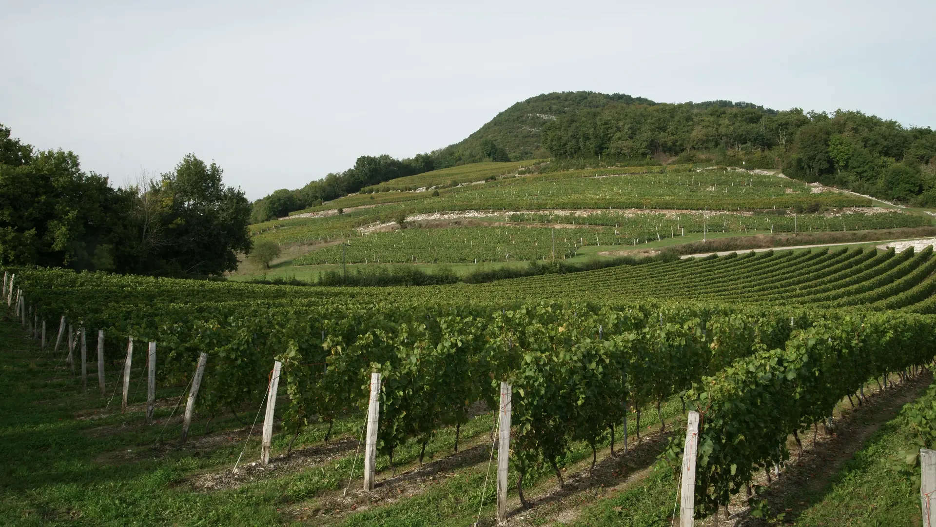Vignoble en terrasse Maison Angelot à Marignieu