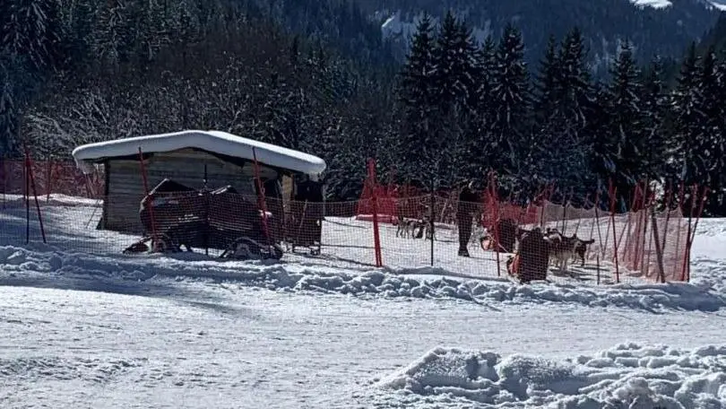 Chiens de traineaux
