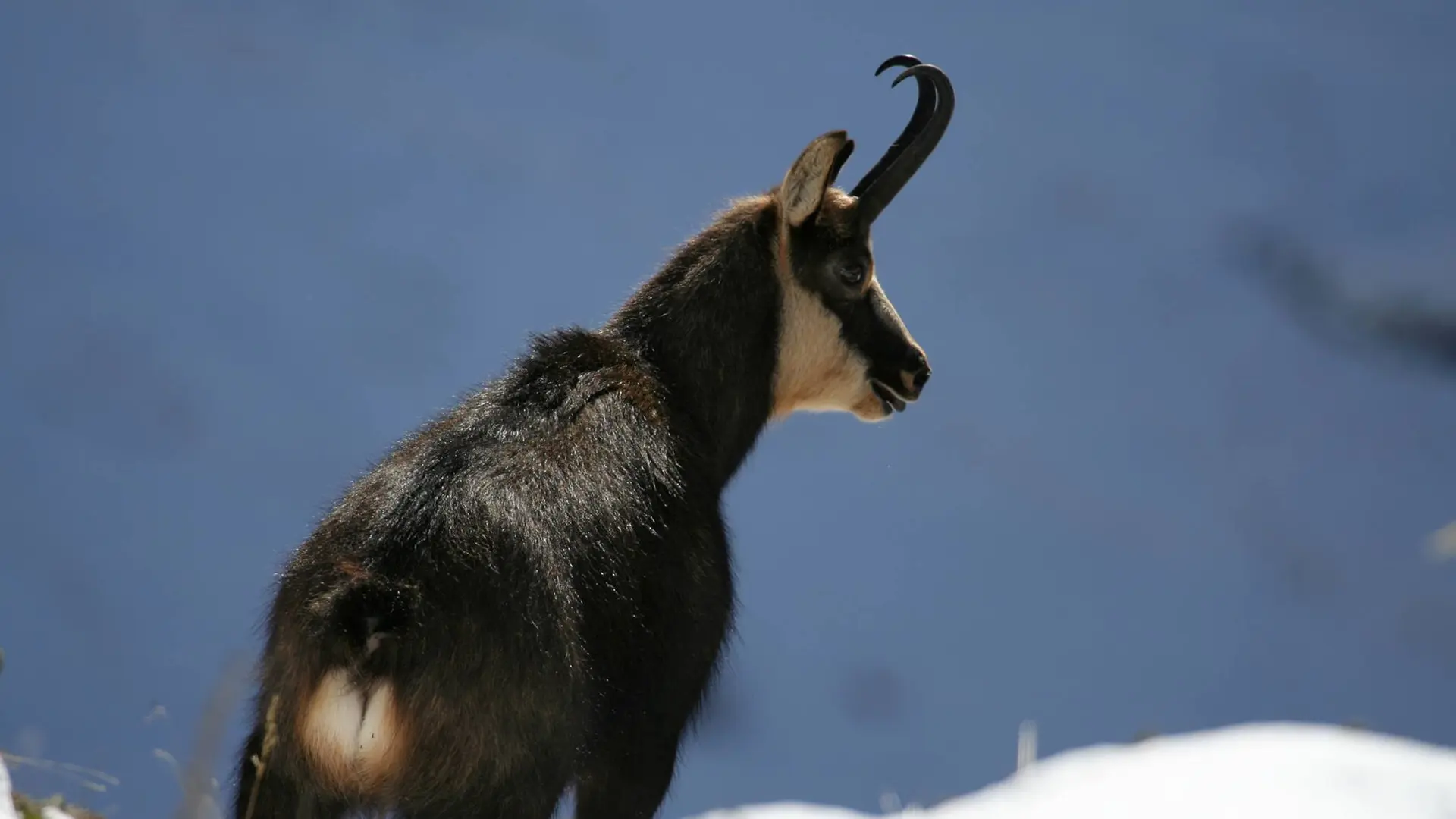 Chamois, hôte de cette contrée qu'il n'est pas rare de croiser non loin des pistes