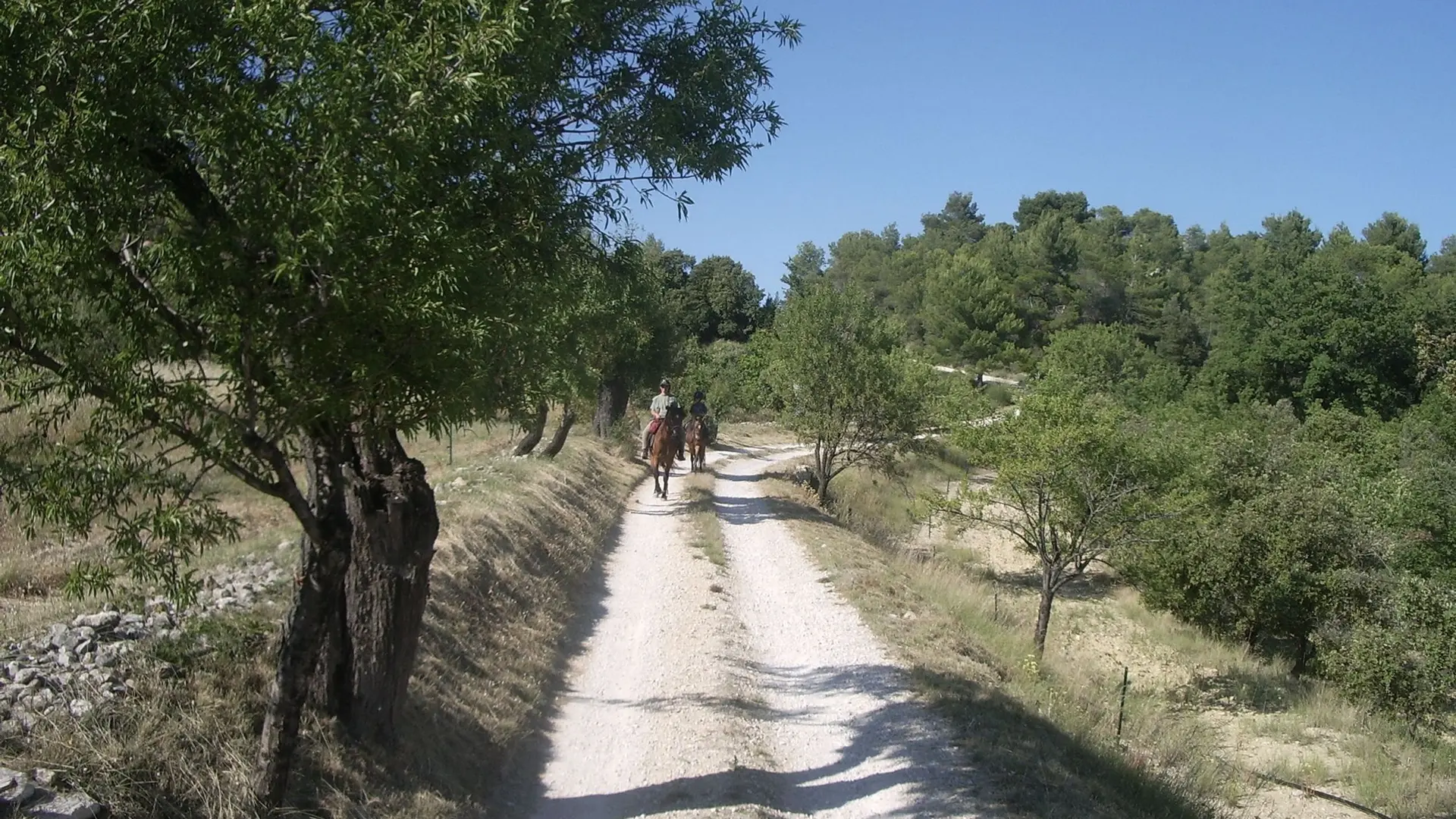 Au pas, entre verger et forêt