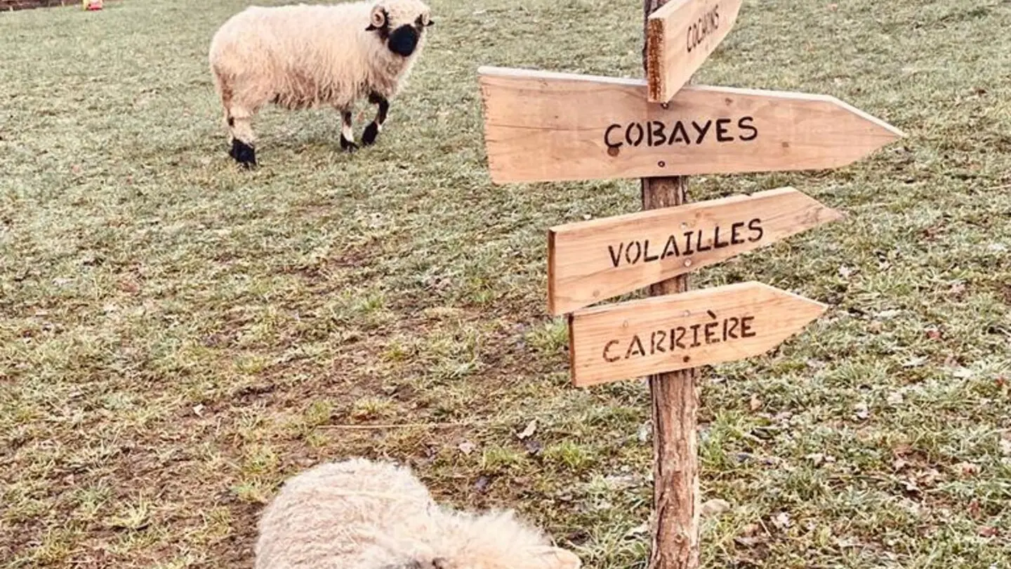 Mouton à nez noir du Valais