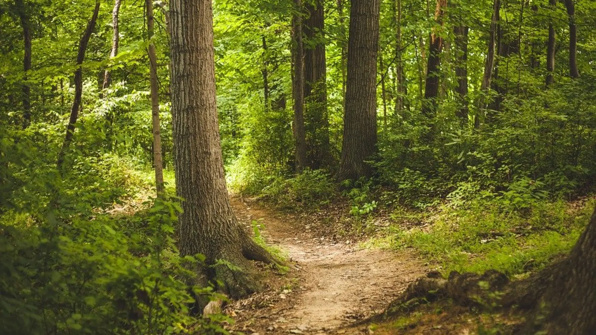 FOret