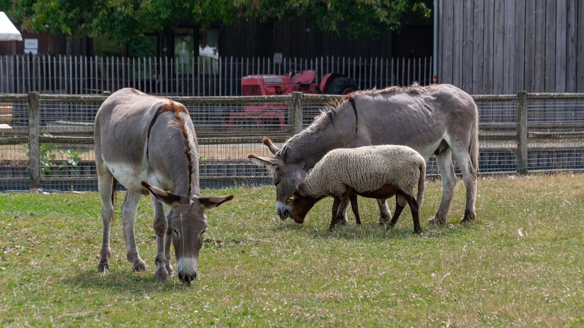 Ferme de Gally_Sartrouville