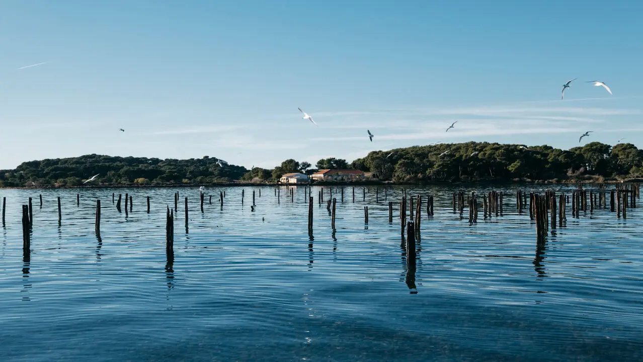 Les parcs à huîtres de Tamaris