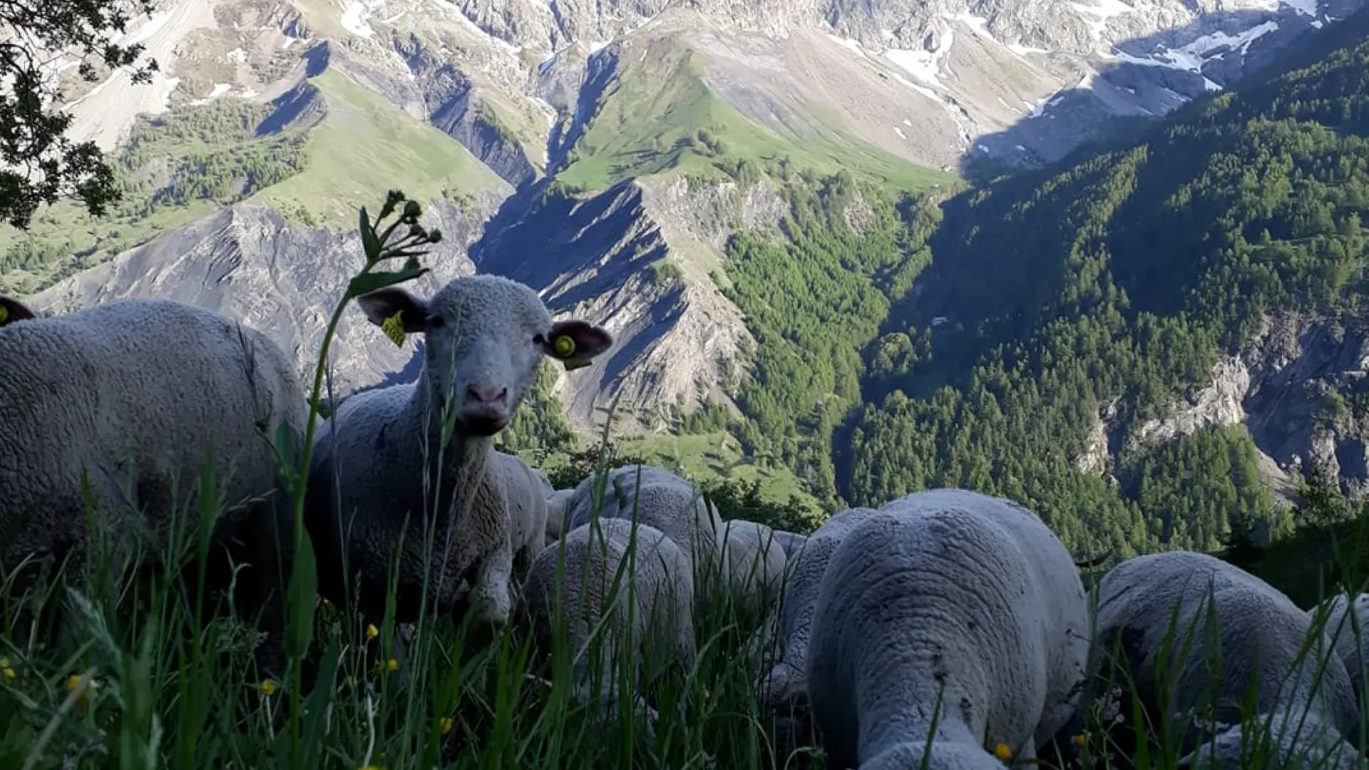 Troupeaux de moutons paissant tranquillement au pied de La Meije - La Grave