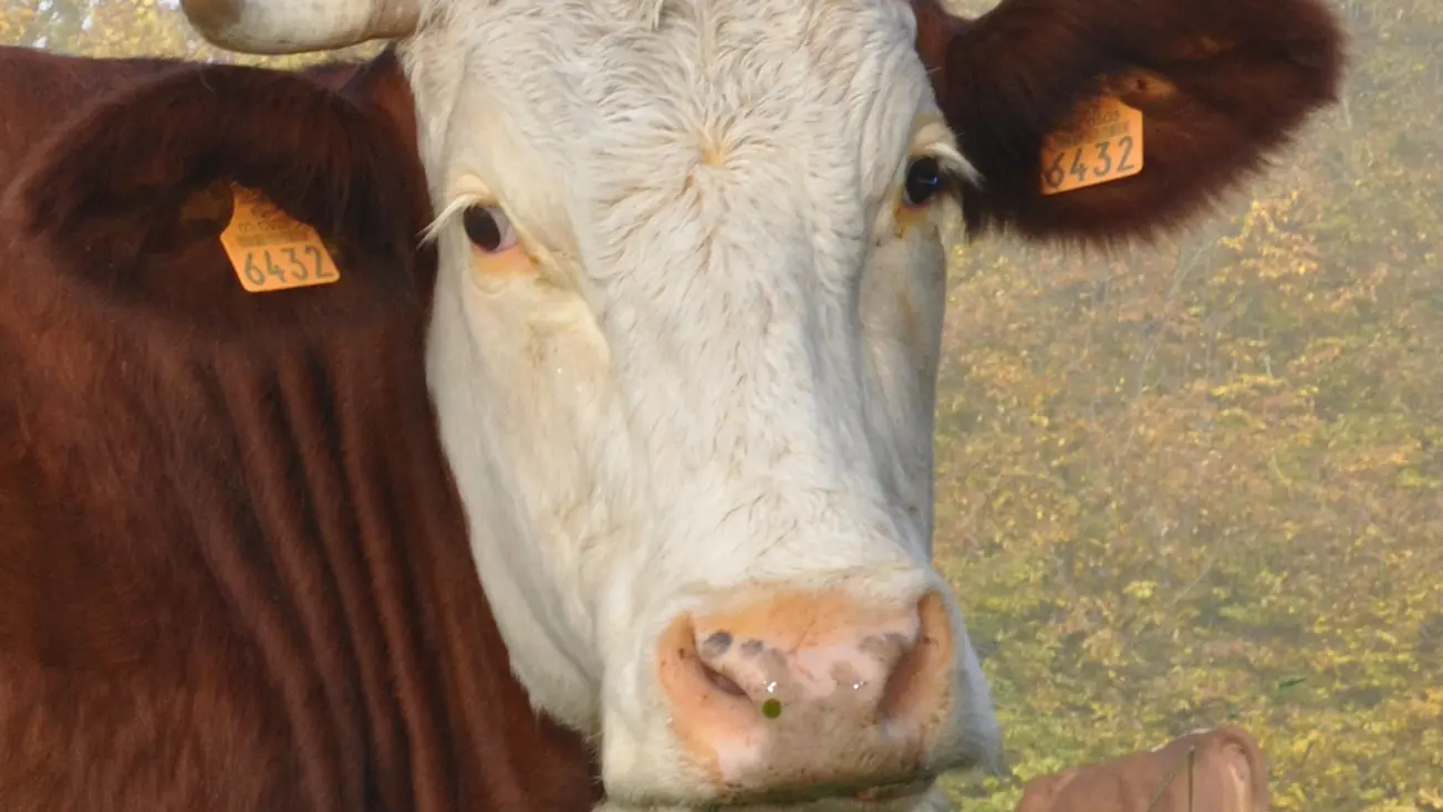 Montbéliarde