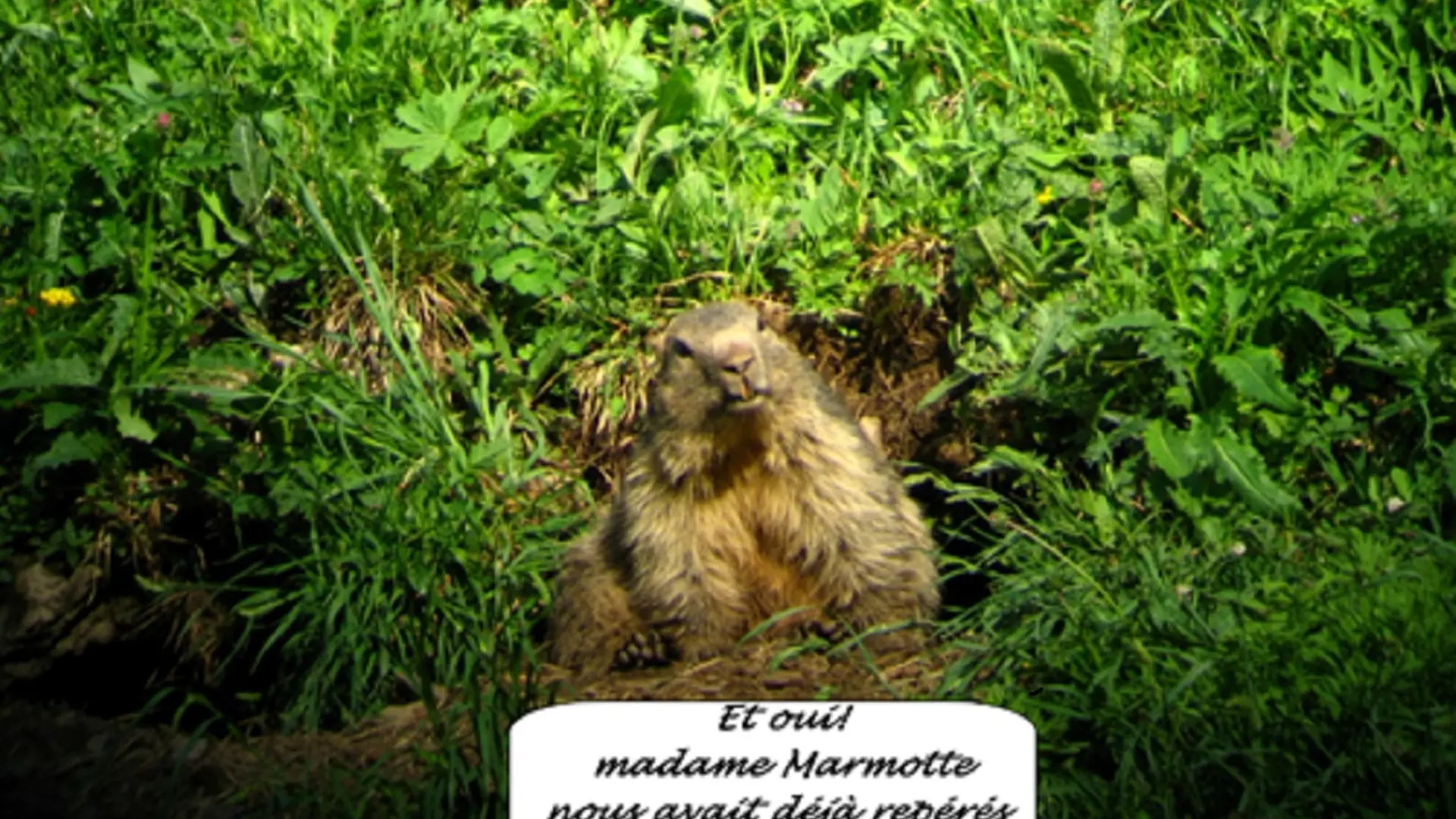 mamotte