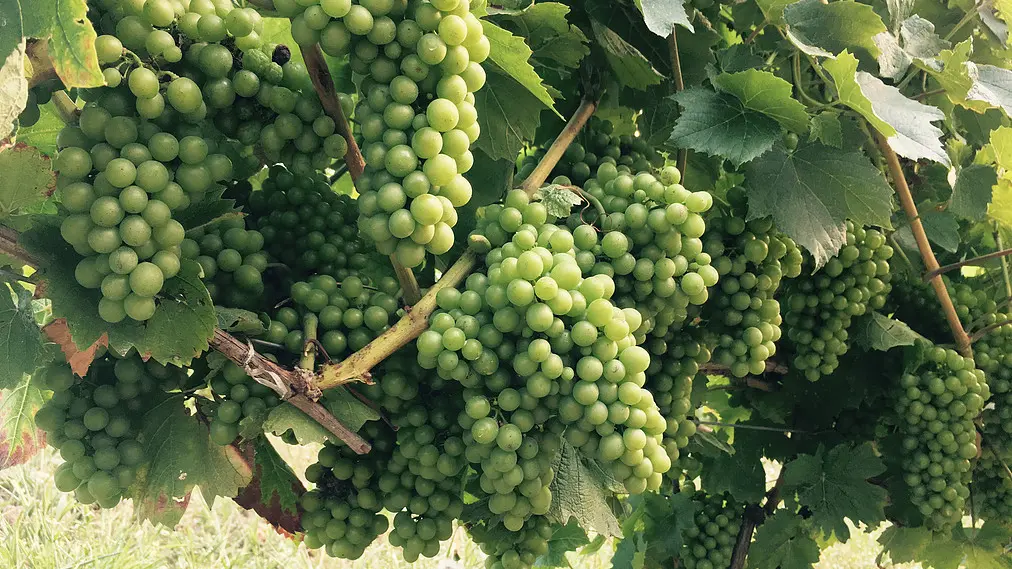 Gros plan sur les grappes de raisin
