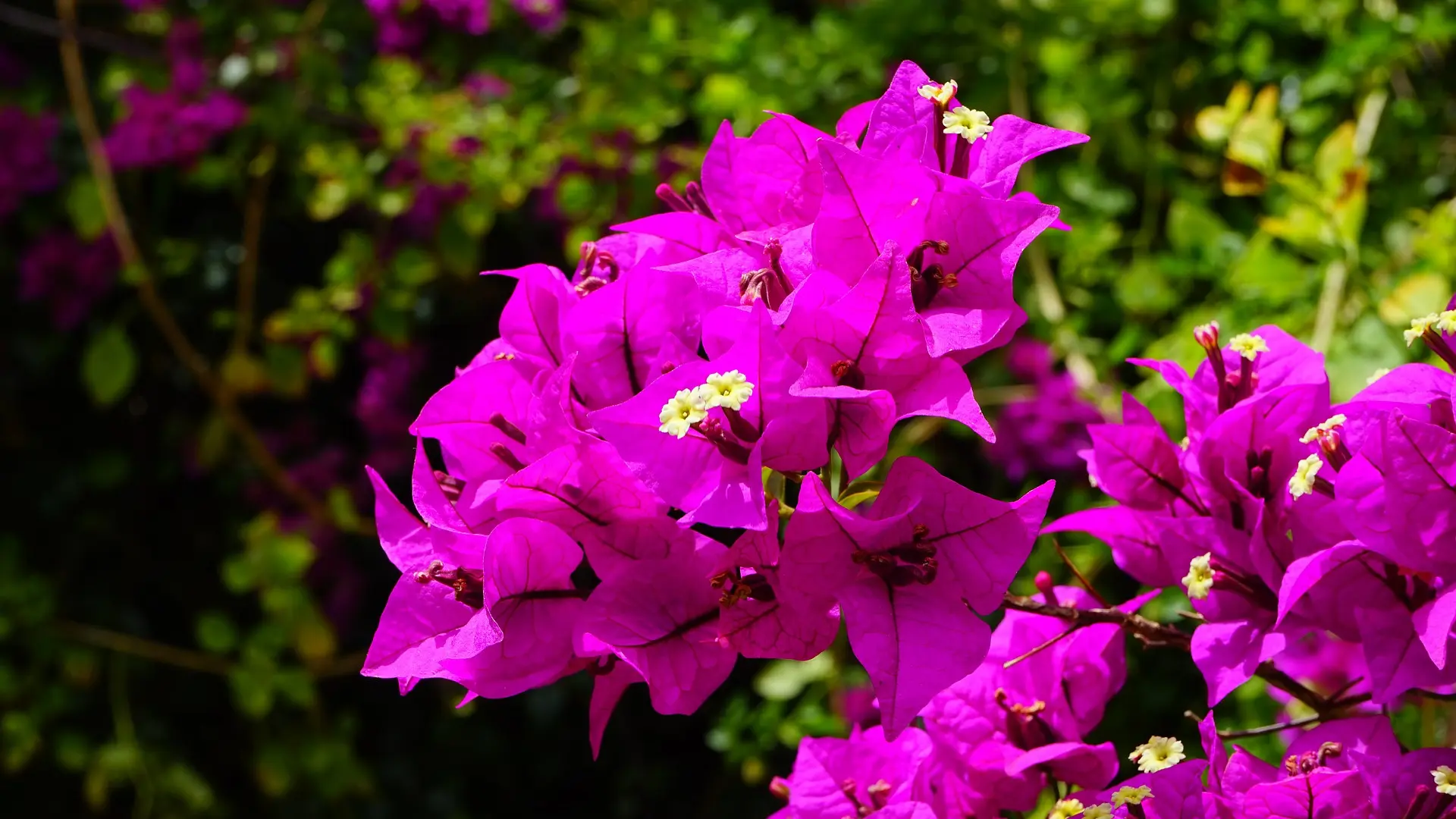 Bougainvillier