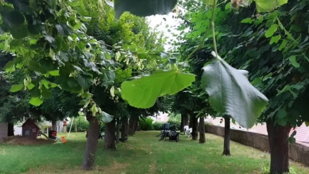 Jardin