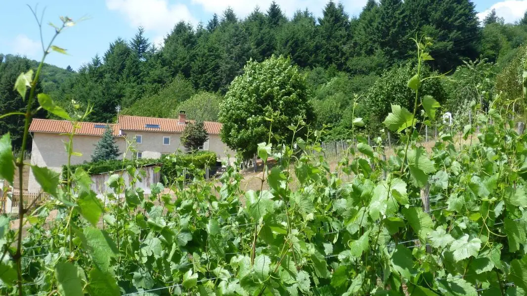 Au milieu des vignes....