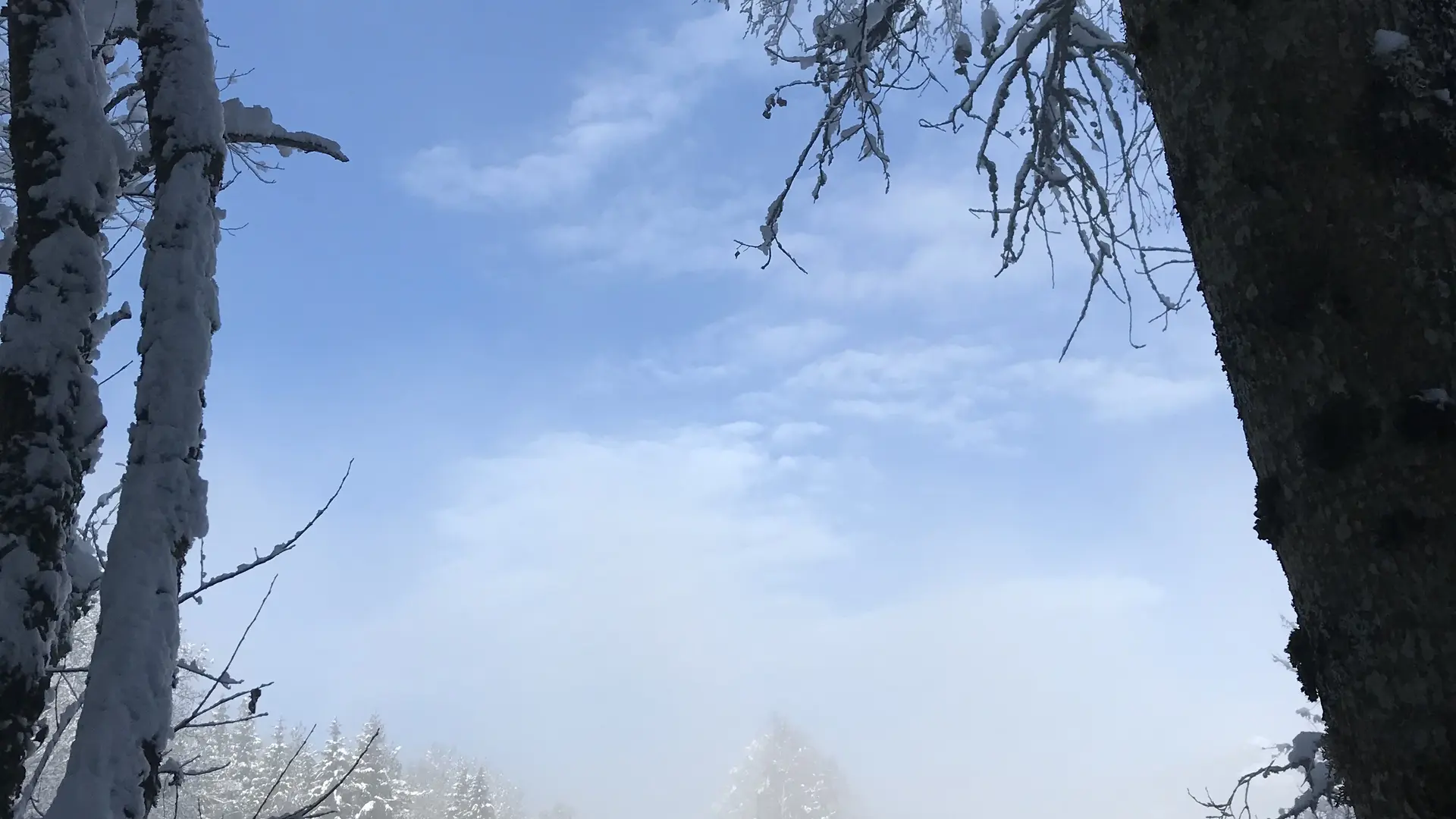 Balade en raquettes à l'affût des grands animaux