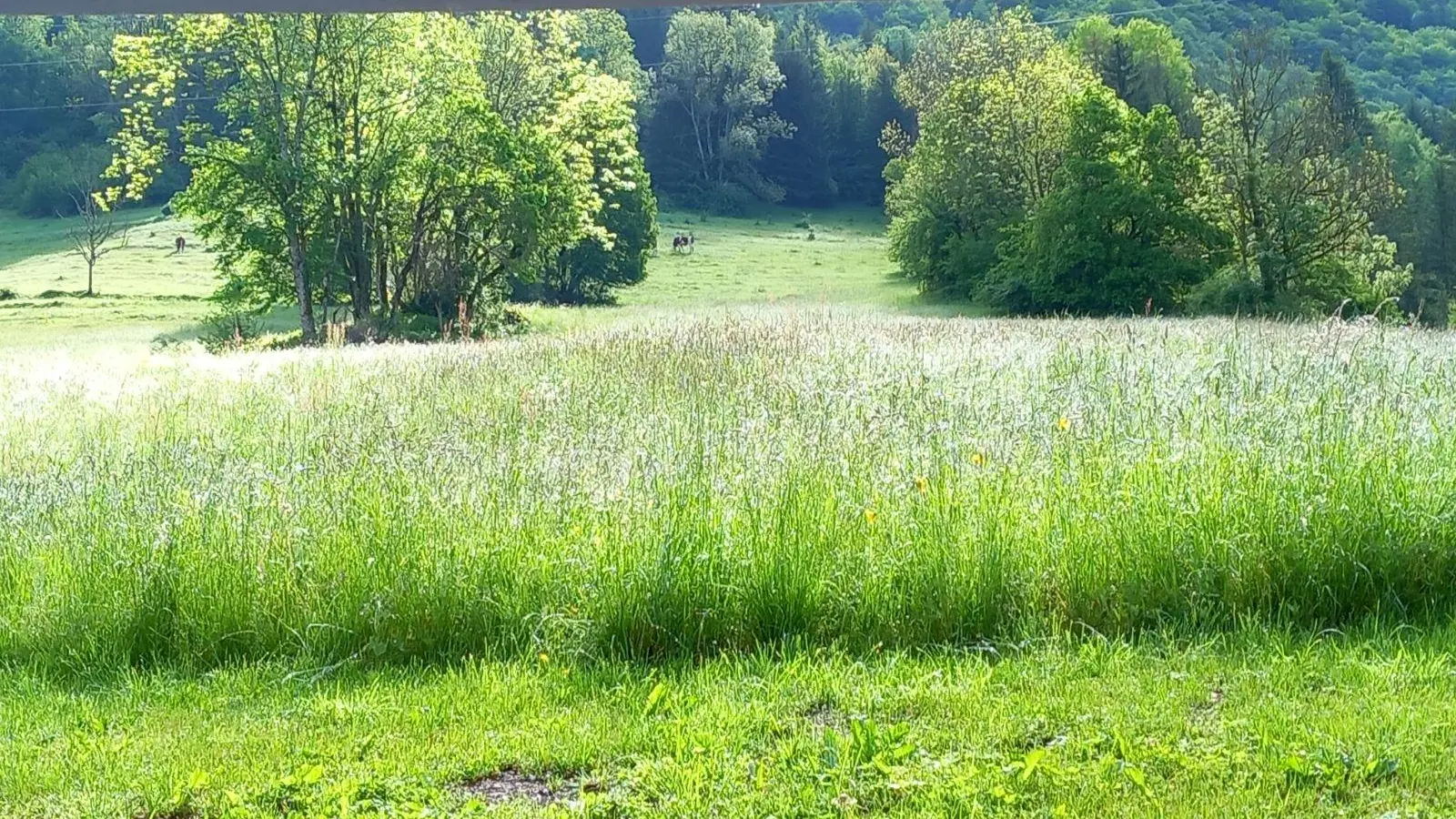 Prairie