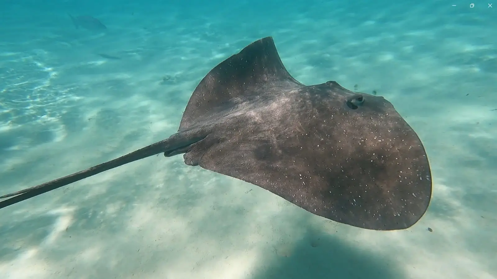 Raie Moorea