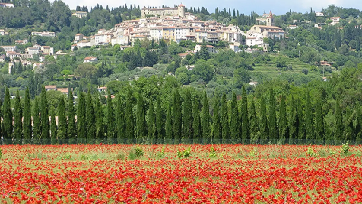 Callian et les coquelicots